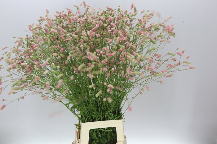 <h4>Sanguisorba Nephele</h4>