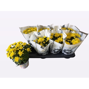 CHRYS PARAD YELLOW