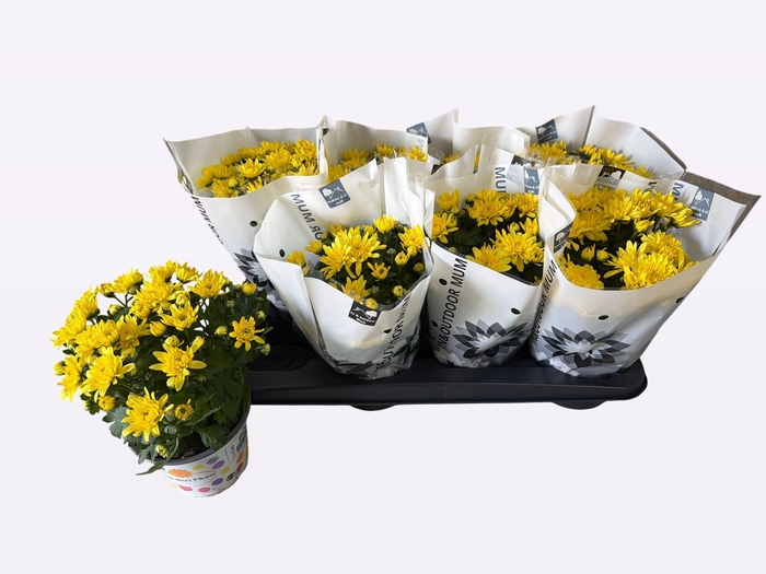 <h4>CHRYS PARAD YELLOW</h4>