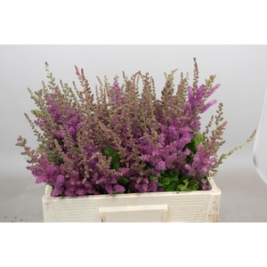 Astilbe Maggie Daley