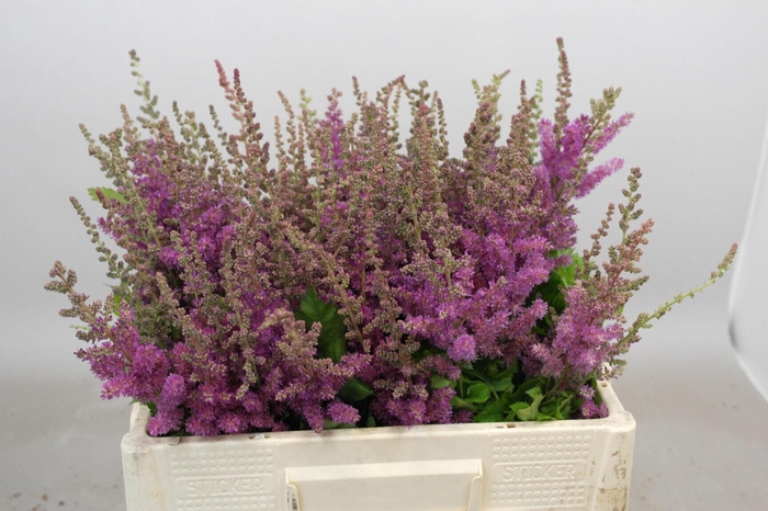 <h4>Astilbe Maggie Daley</h4>