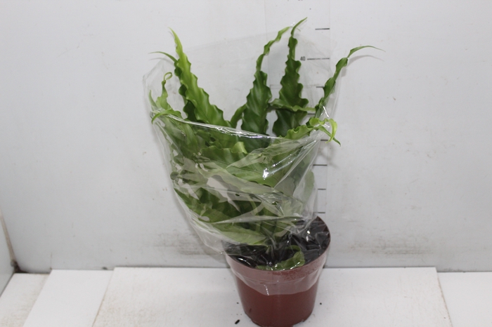 <h4>ASPLENIUM OSAKA CRESPO P19</h4>