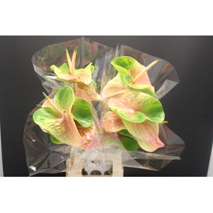 Anthurium Lucardi