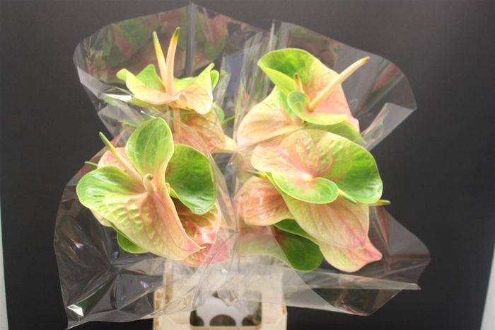<h4>Anthurium Lucardi</h4>