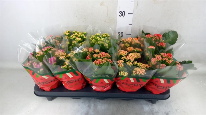 <h4>Kalanchoe blos. ..rosebud mix 5</h4>