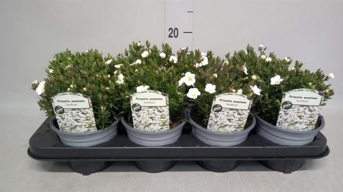 <h4>Arenaria montana</h4>