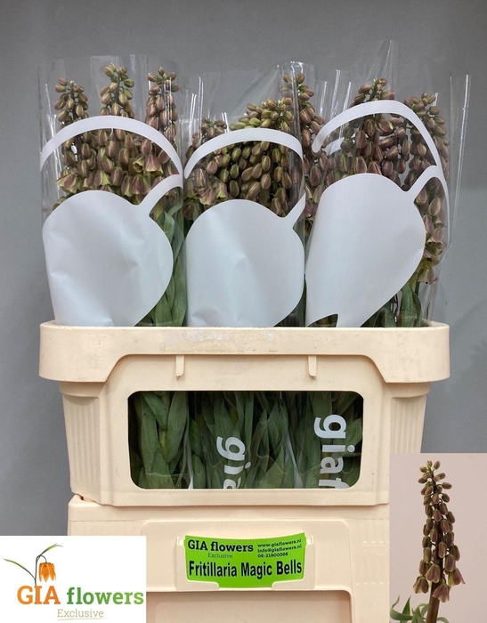 <h4>FRIT MAGIC BELLS</h4>