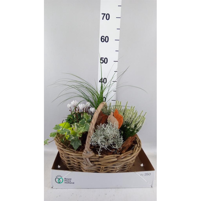 <h4>Arr.   Tuinplanten L%</h4>