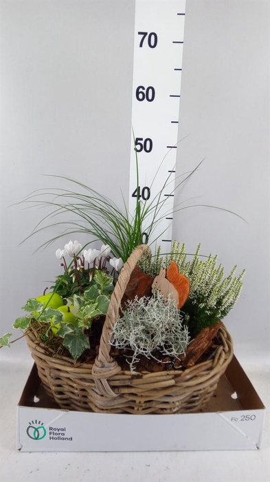 Arr.   Tuinplanten L%