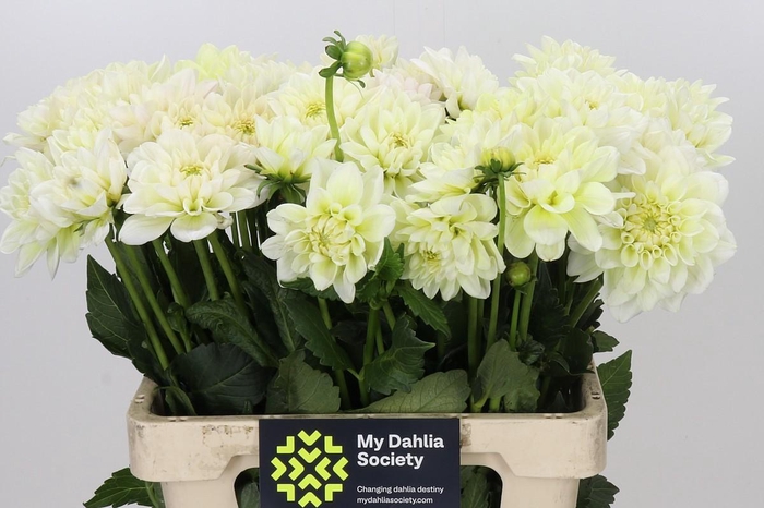 <h4>Dahlia Champagne</h4>