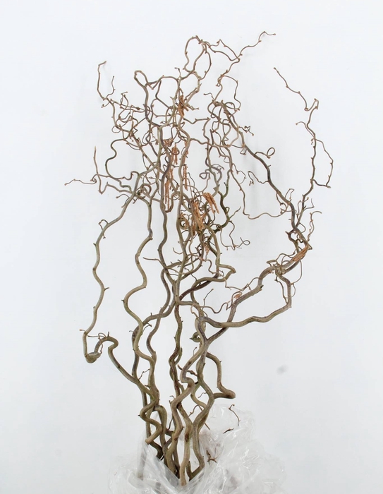 <h4>CORYLUS AV CONTORTA 2 JARIG</h4>