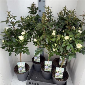 Rosa St White
