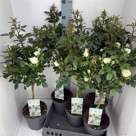 <h4>Rosa St White</h4>