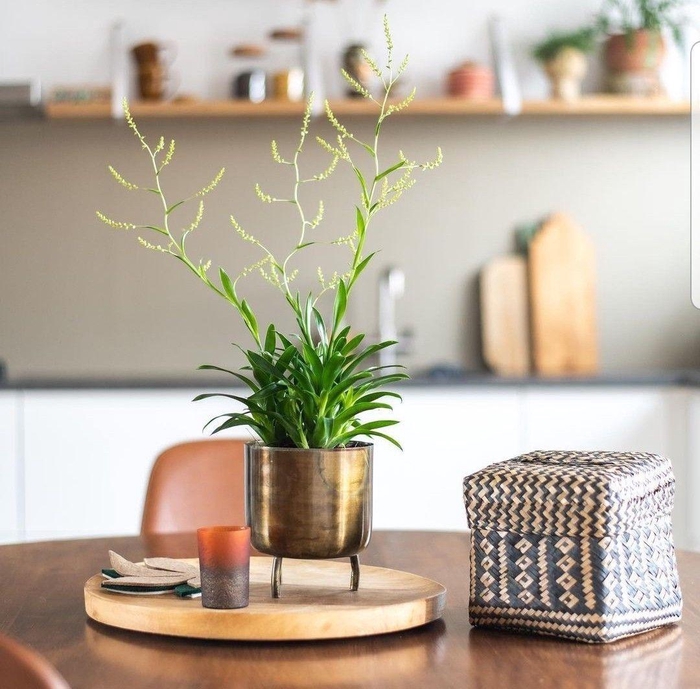 <h4>Catopsis morreniana</h4>