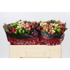 Hypericum Rainbow Romance