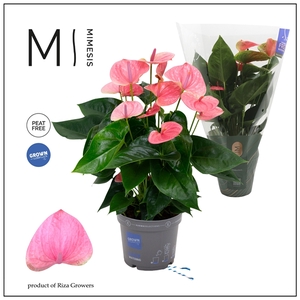 Mimesis Anthurium KARMA Sweet Dream - 17cm