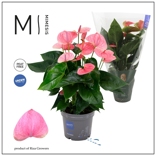 <h4>Mimesis Anthurium KARMA Sweet Dream - 17cm</h4>