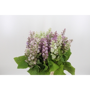 Salvia Scl Jomi