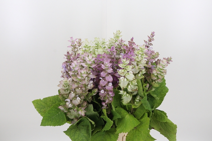 <h4>Salvia Scl Jomi</h4>