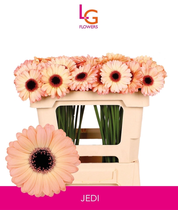 <h4>GERMINI JEDI</h4>