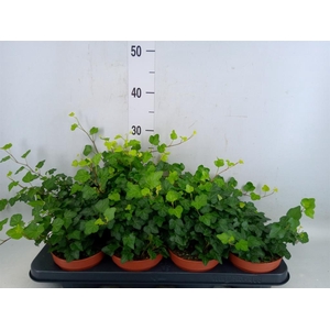 Hedera helix 'Wonder'