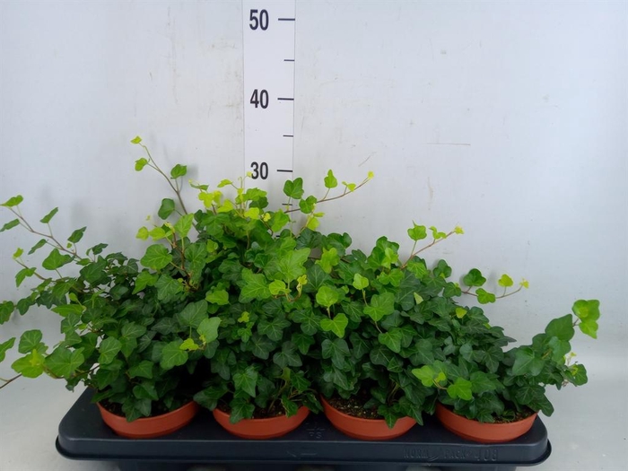 <h4>Hedera helix 'Wonder'</h4>