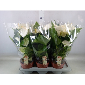 Anthurium andr. 'Alpine'