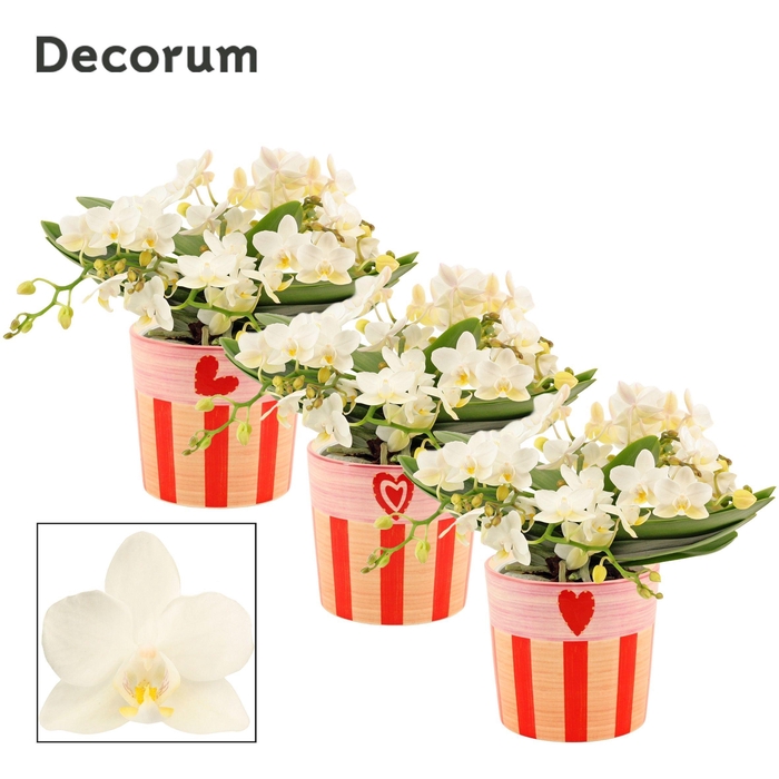 <h4>Phalaenopsis Table Whitney 4+ tak in Romée (Sympathetic moods-co</h4>