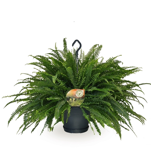 <h4>Nephrolepis Green Lady hangpot</h4>