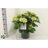 arr8 Hydr M Crystal Palac