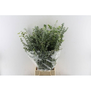 EUCALYPTUS  'BABY BLUE'