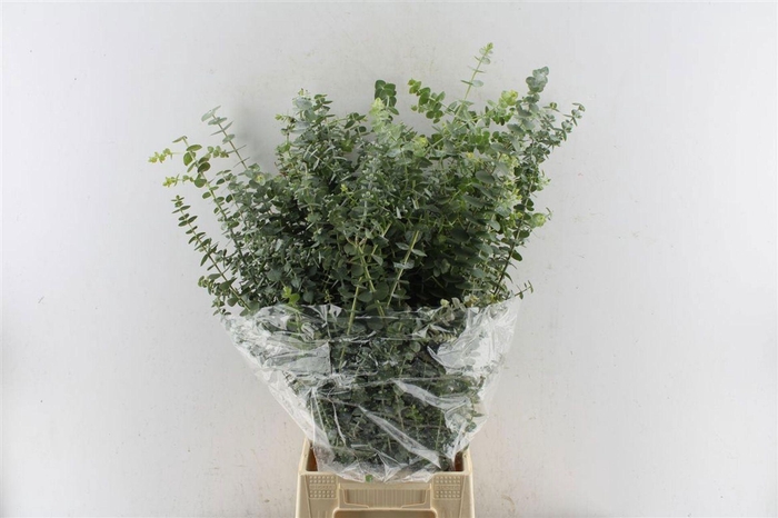 <h4>EUCALYPTUS  'BABY BLUE'</h4>
