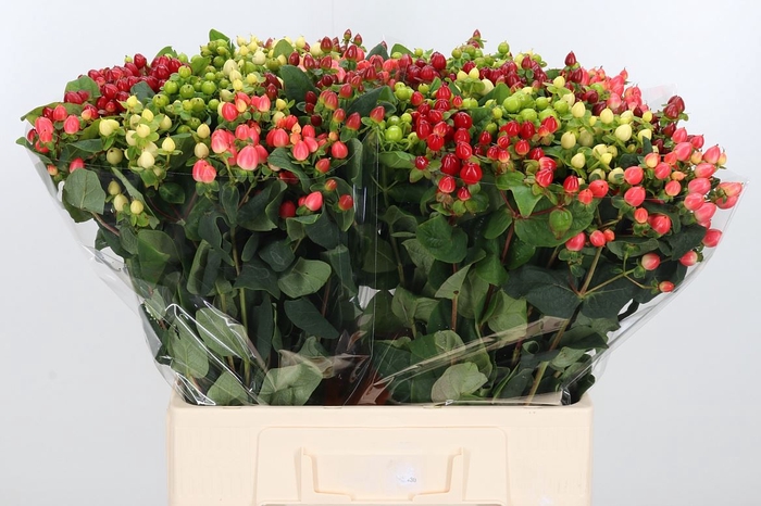 <h4>Hypericum Mix</h4>