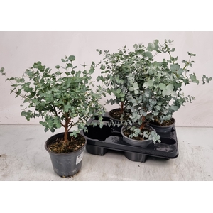 EUCAL GUNNII