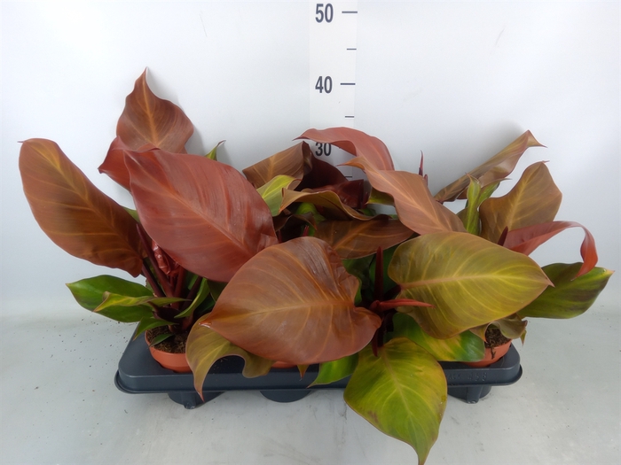 <h4>Philodendron  'Sunlight'</h4>