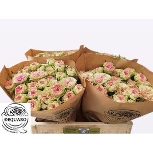 R TR GRANDMA F DAISY