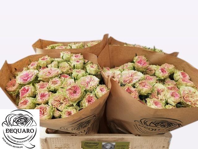 <h4>R TR GRANDMA F DAISY</h4>