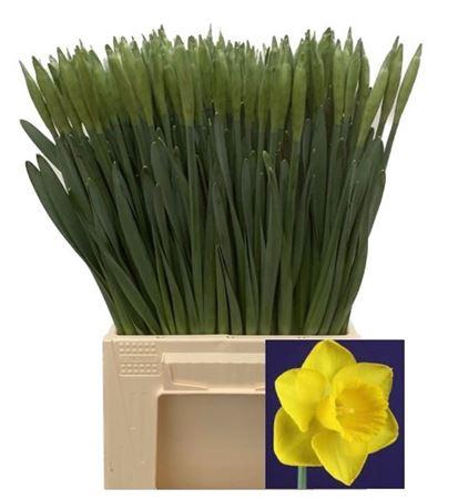 <h4>Narc T Dutch Master</h4>