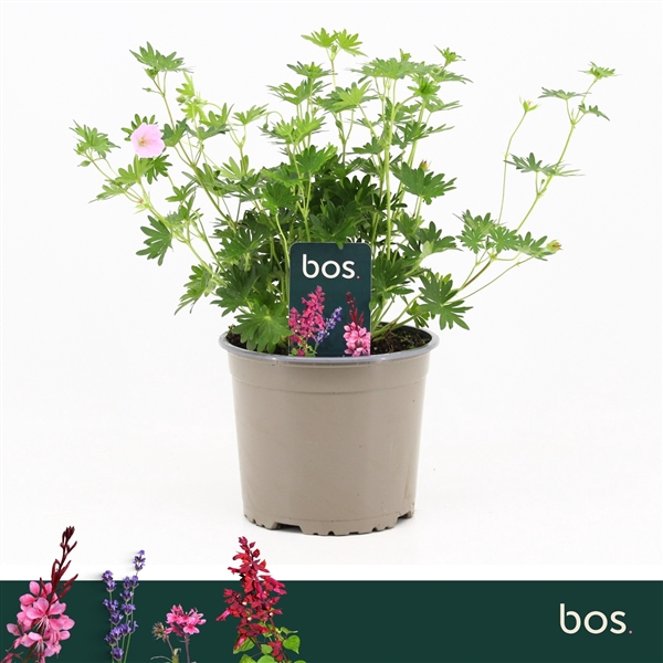 <h4>Geranium Sanguineum, Vision Pink</h4>