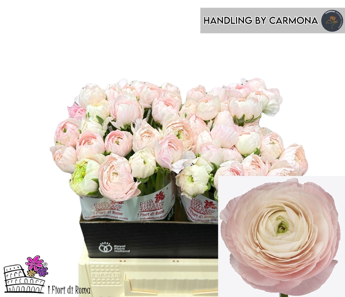 <h4>RAN SU FAVOLA</h4>