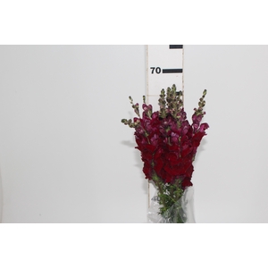 BOCA DE LEAO MONACO RED 070 CM