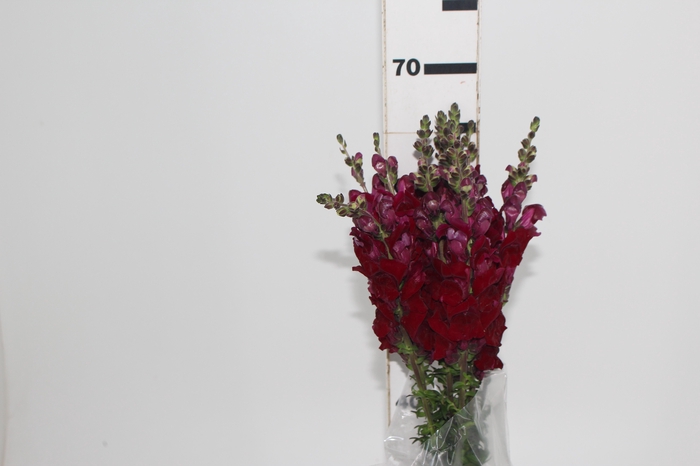 <h4>BOCA DE LEAO MONACO RED 070 CM</h4>