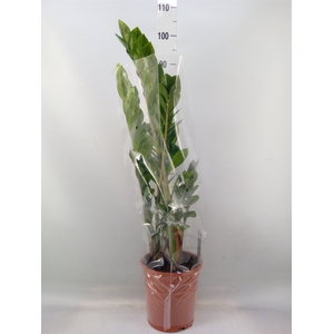 Zamioculcas zamiifolia