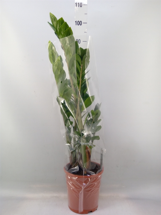 <h4>Zamioculcas zamiifolia</h4>