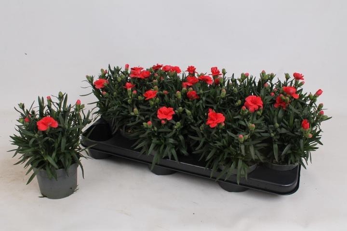 <h4>DIAN OSC RED</h4>