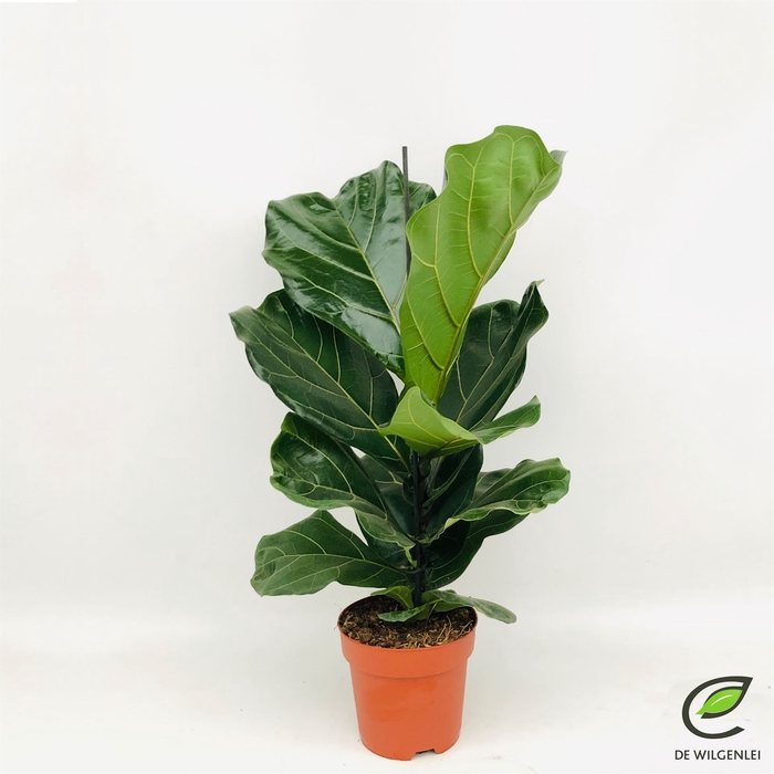 <h4>Ficus lyrata</h4>