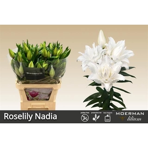 LI OR DU RL NADIA