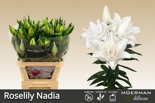 <h4>LI OR DU RL NADIA</h4>