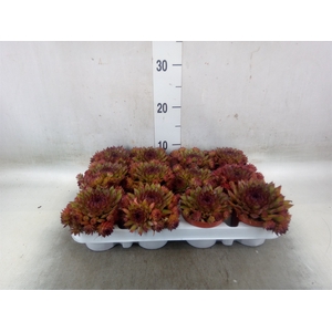 Sempervivum   ...