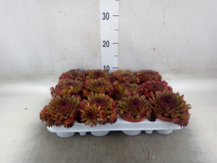 <h4>Sempervivum   ...</h4>